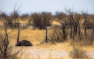animal photography of ostriches in desert during day time HD wallpaper