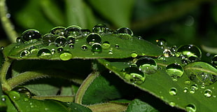 close up photography of water dew on green leaf
