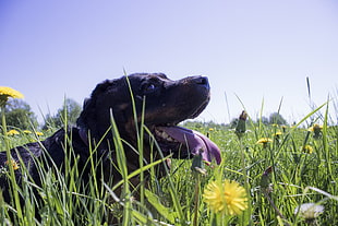 black and white short coated dog, dog, animals, tongues, grass