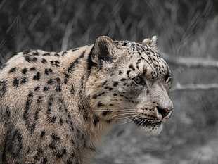 Cheetah animal, leopard HD wallpaper