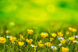 yellow flowers in close-up photography