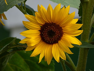 close up photograph of sunflower HD wallpaper