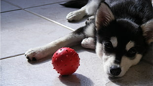 white and black Siberian Husky puppy, Siberian Husky , dog, animals, balls