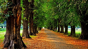 green trees and road photo