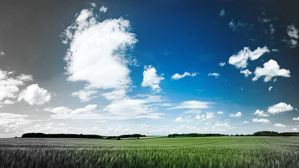 green grass, landscape, sky, clouds, field HD wallpaper