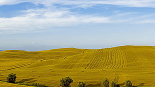 beige grass field under calming sky, landscape, field