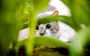 tilt shift lens photography of white cat behind green leaf