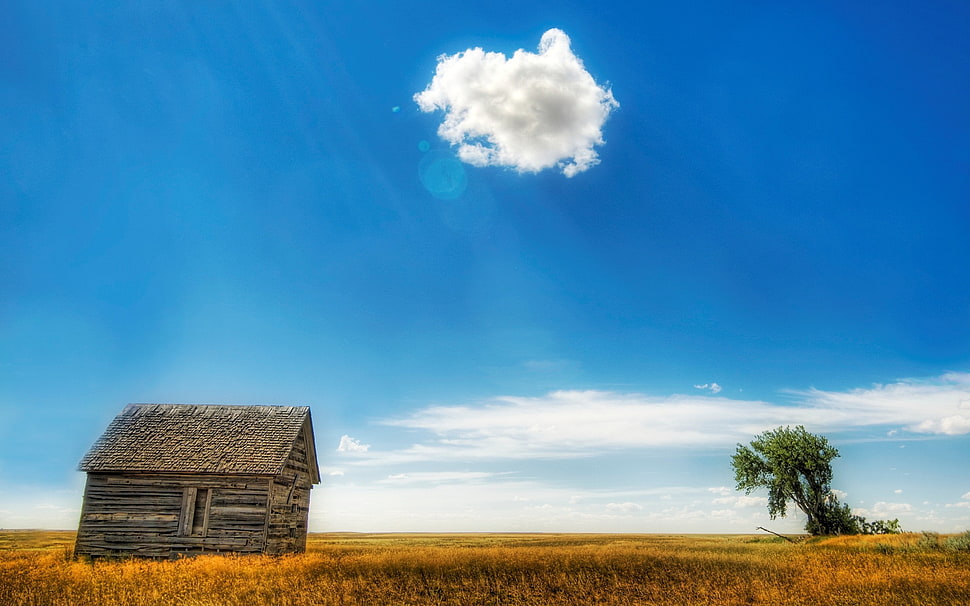 brown house on grass field and one tree during daytime HD wallpaper