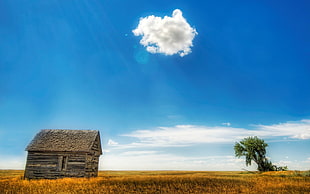 brown house on grass field and one tree during daytime
