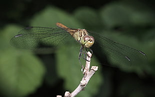 close up photo of green and brown dragonfly