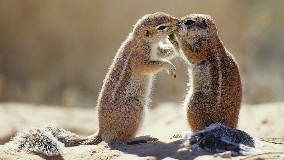brown squirrels, chipmunks HD wallpaper