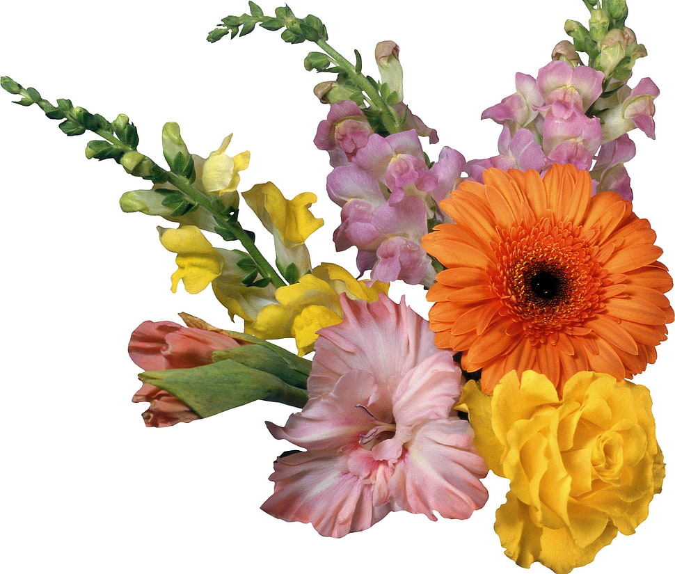 assorted flower photography HD wallpaper