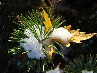 Pine,  Snow,  Prickles,  Sheet HD wallpaper