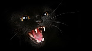 chartreux cat, cat, dark, animals