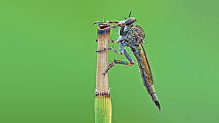 closeup photo of brown Dragonfly on grass, robber fly