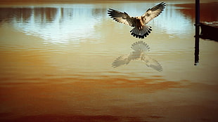 brown and black eagle painting, photography, birds, photo manipulation, water