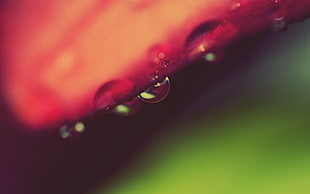 macro photography of water dew on red petaled flower