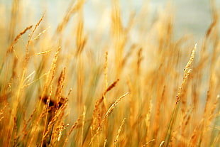 focus photography of field of grass
