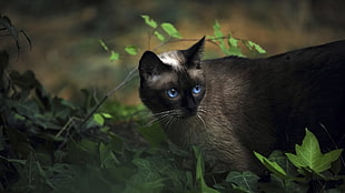 Siamese cat in shallow focus photography