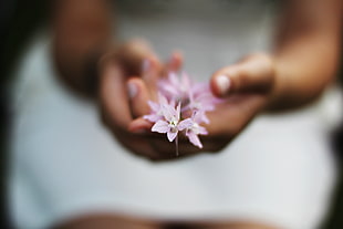 shallow focus photography of person's hand holding pink flowers