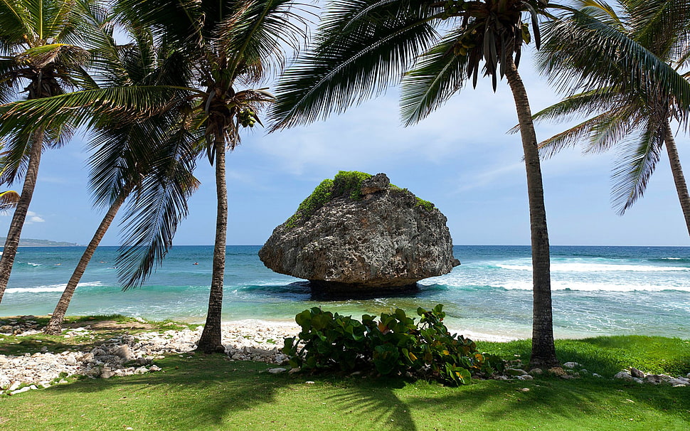 coconut tree, nature, sea, coast, beach HD wallpaper