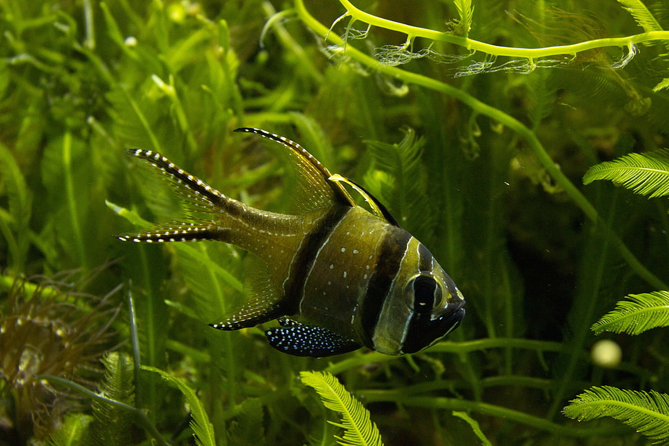 green and black fish, fish, aquarium, fishbowls HD wallpaper