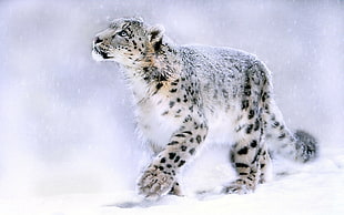 black and brown snow leopard, animals, feline, nature, leopard (animal)
