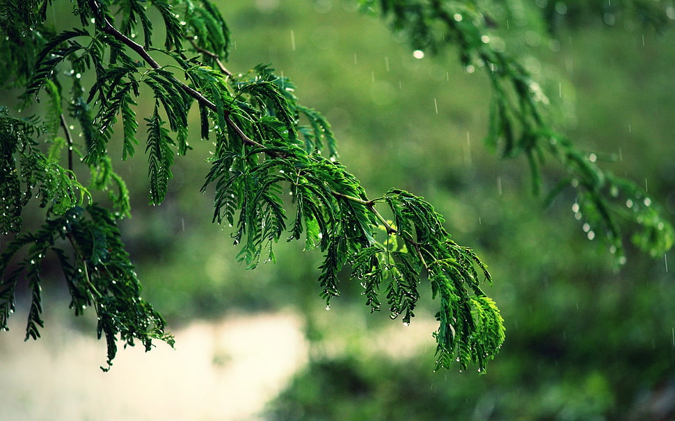 green and brown tree painting, rain, trees HD wallpaper