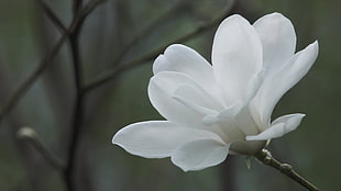 selective focus photography of white petaled flower HD wallpaper