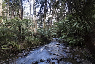 photo of a lake with tree lot during daytime, yarra ranges national park