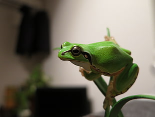 shallow focus photography of green frog