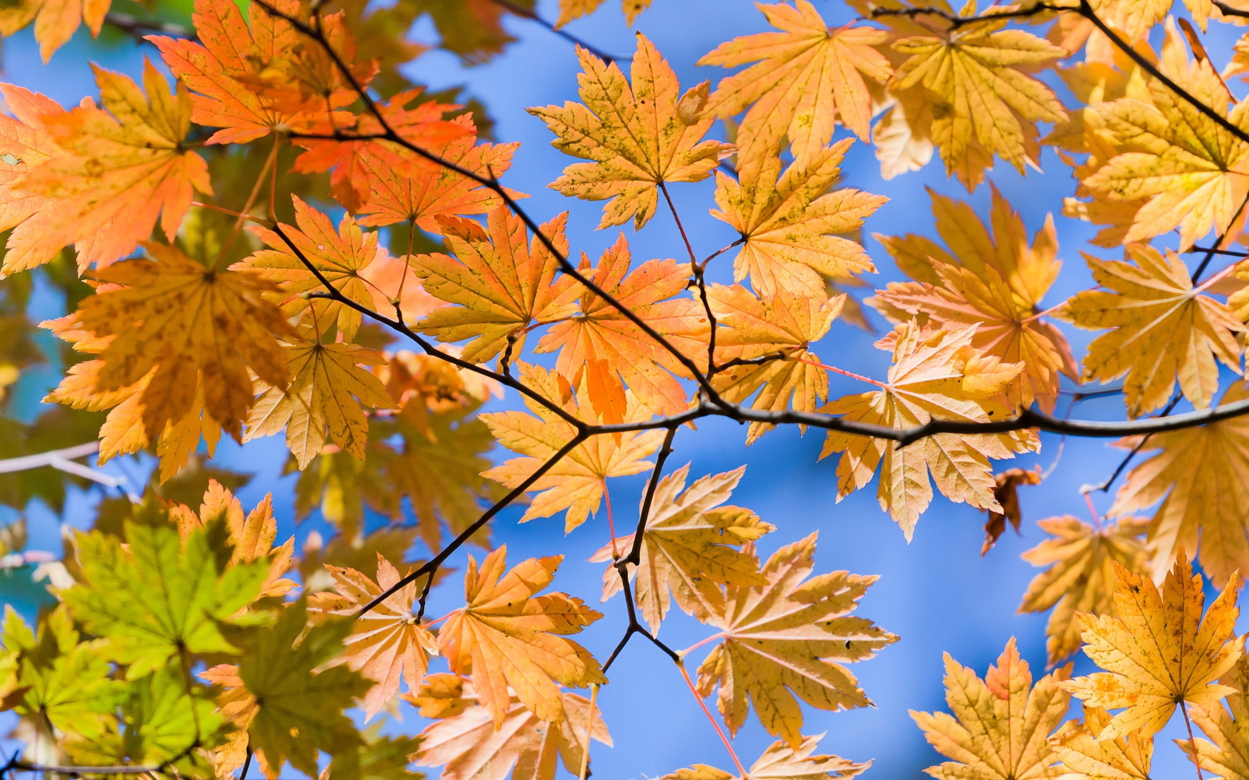 Yellow leaves at daytime HD wallpaper | Wallpaper Flare