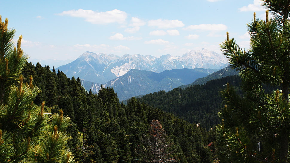 green leaf tree lot, landscape, forest, mountains, green HD wallpaper
