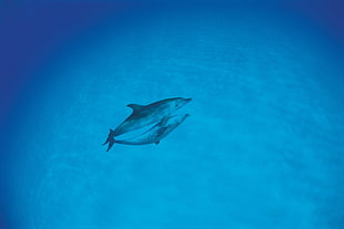 gray dolphin under the sea