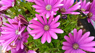 swallow photography of purple flowers HD wallpaper