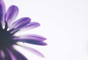 depth of field photo of purple petal flower