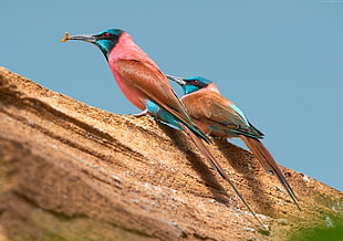 focus photography of red and green bee eaters