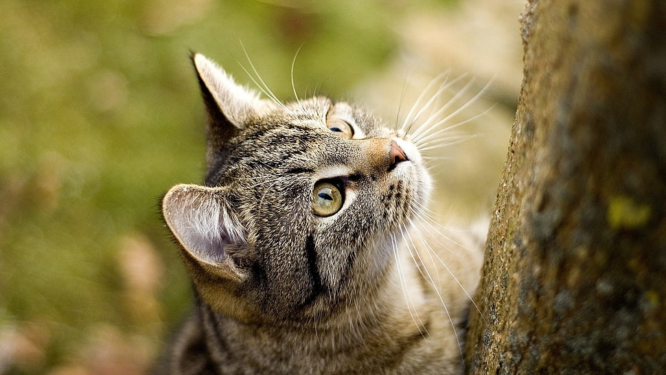 two white-and-brown tabby kittens, animals, cat, closeup HD wallpaper