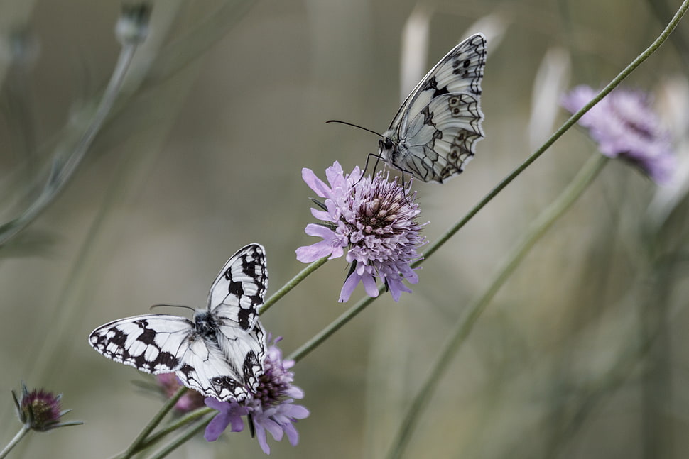 two black-and-white butterflies on purple petaled flower photography HD wallpaper