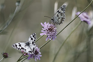 two black-and-white butterflies on purple petaled flower photography