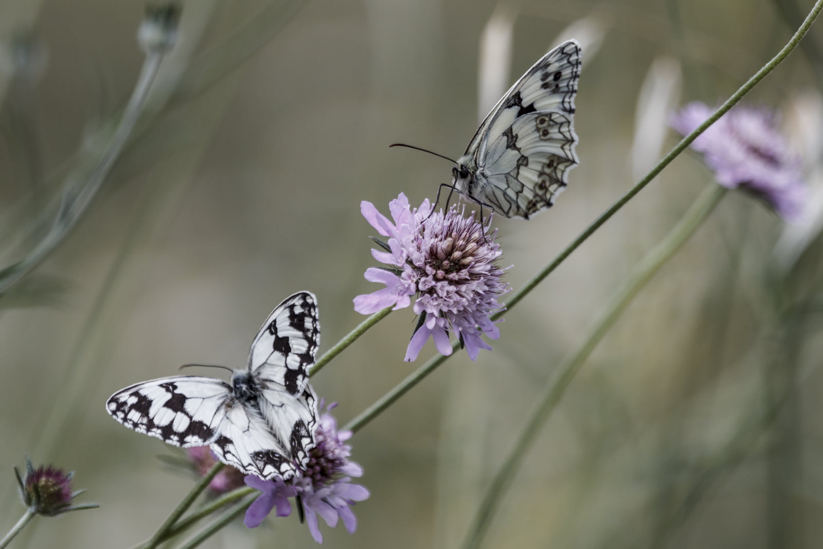 two black-and-white butterflies on purple petaled flower photography
