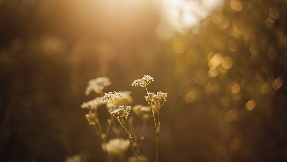 gold-colored chain necklace, bokeh, nature, flowers, sunlight HD wallpaper