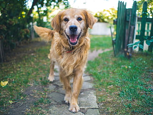 adult golden retriever, Dog, Muzzle, Fluffy HD wallpaper
