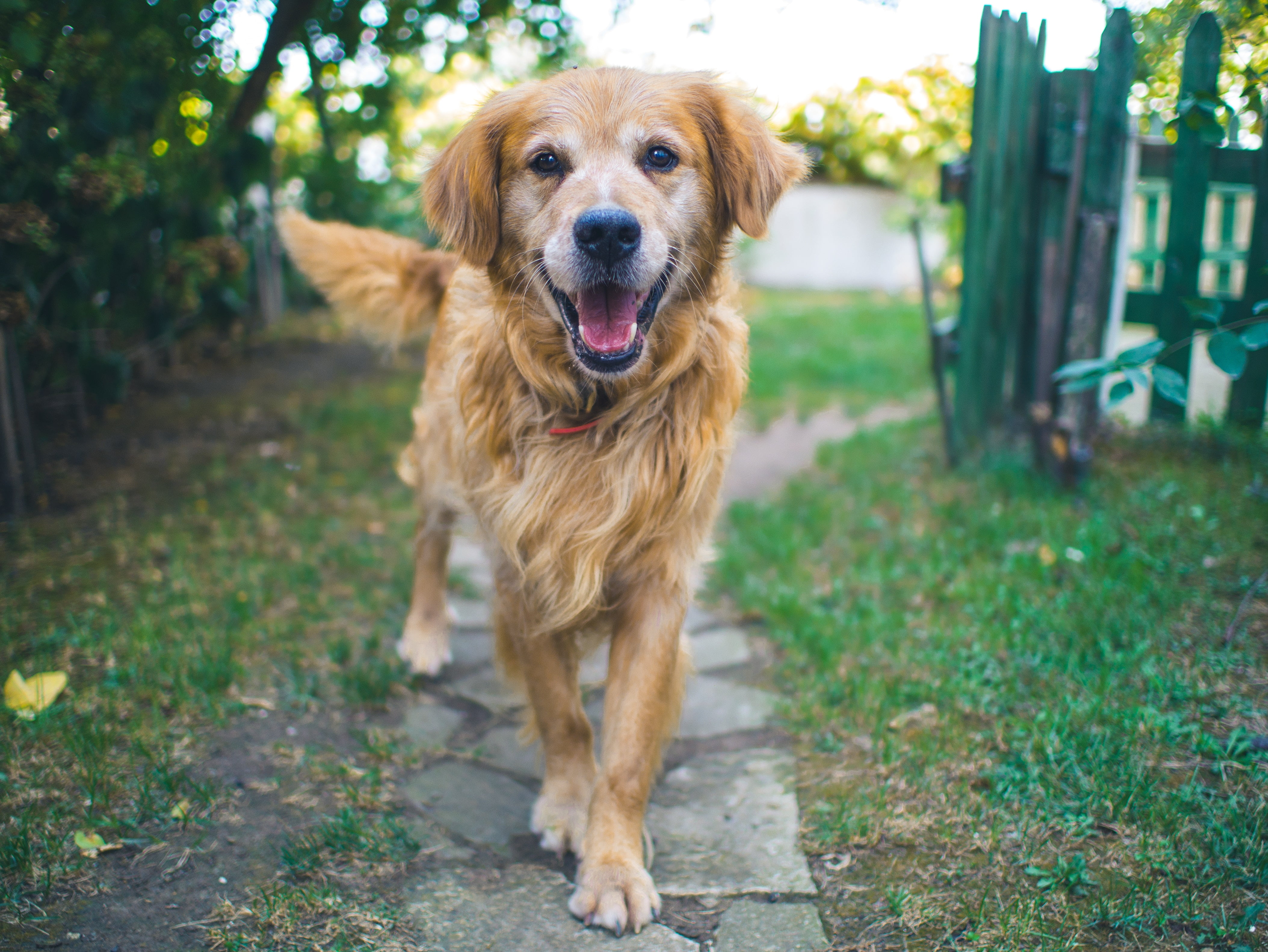 Adult Golden Retriever Dog Muzzle Fluffy Hd Wallpaper Wallpaper Flare