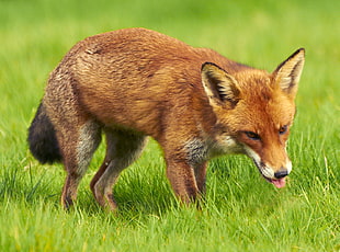 brown fox closeup photography