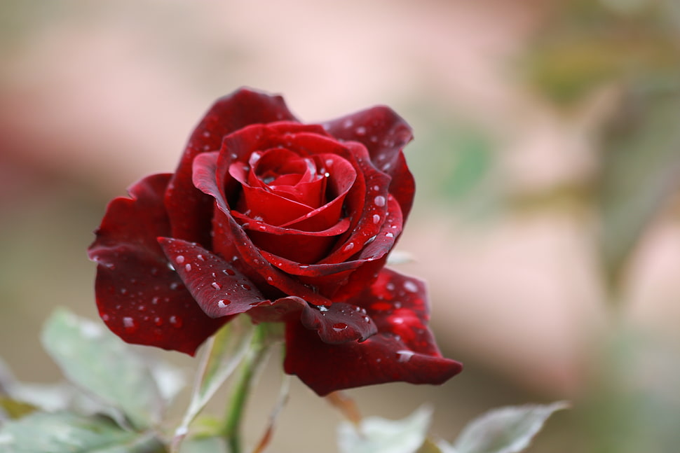 selective focus photography of red rose HD wallpaper