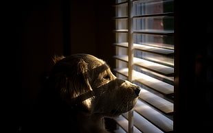 short-coated brown dog, dog, animals, shutters, sunlight HD wallpaper