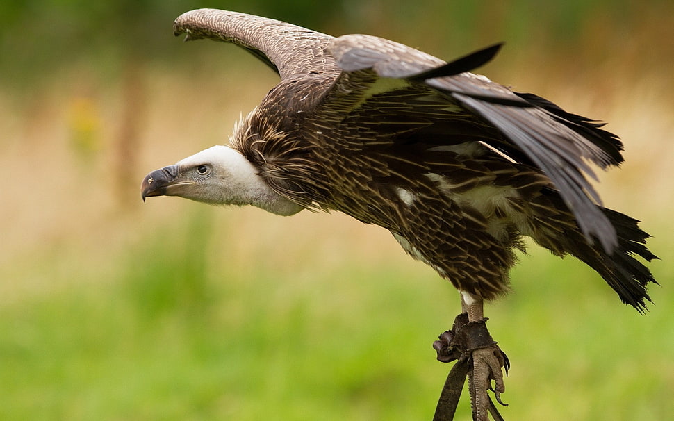selective focus of brown Eagle HD wallpaper
