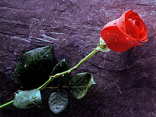photo of wet red rose