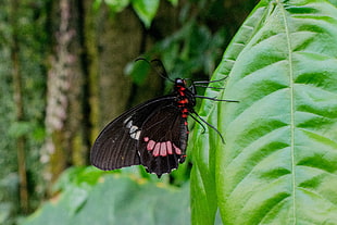 close up photo of a red and black butterfly on green leaf